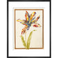 A multicoloured 'broken' tulip - Art print