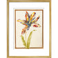 A multicoloured 'broken' tulip - Art print
