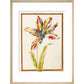 A multicoloured 'broken' tulip - Art print