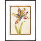 A multicoloured 'broken' tulip - Art print