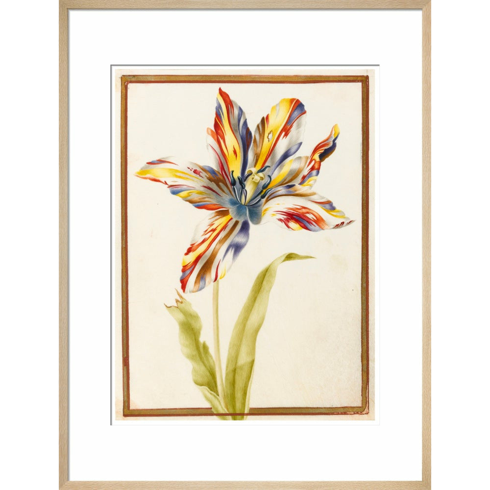 A multicoloured 'broken' tulip - Art print