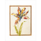 A multicoloured 'broken' tulip - Art print