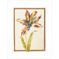A multicoloured 'broken' tulip - Art print