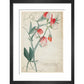 Sweet Pea - Art print