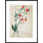 Sweet Pea - Art print