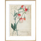 Sweet Pea - Art print
