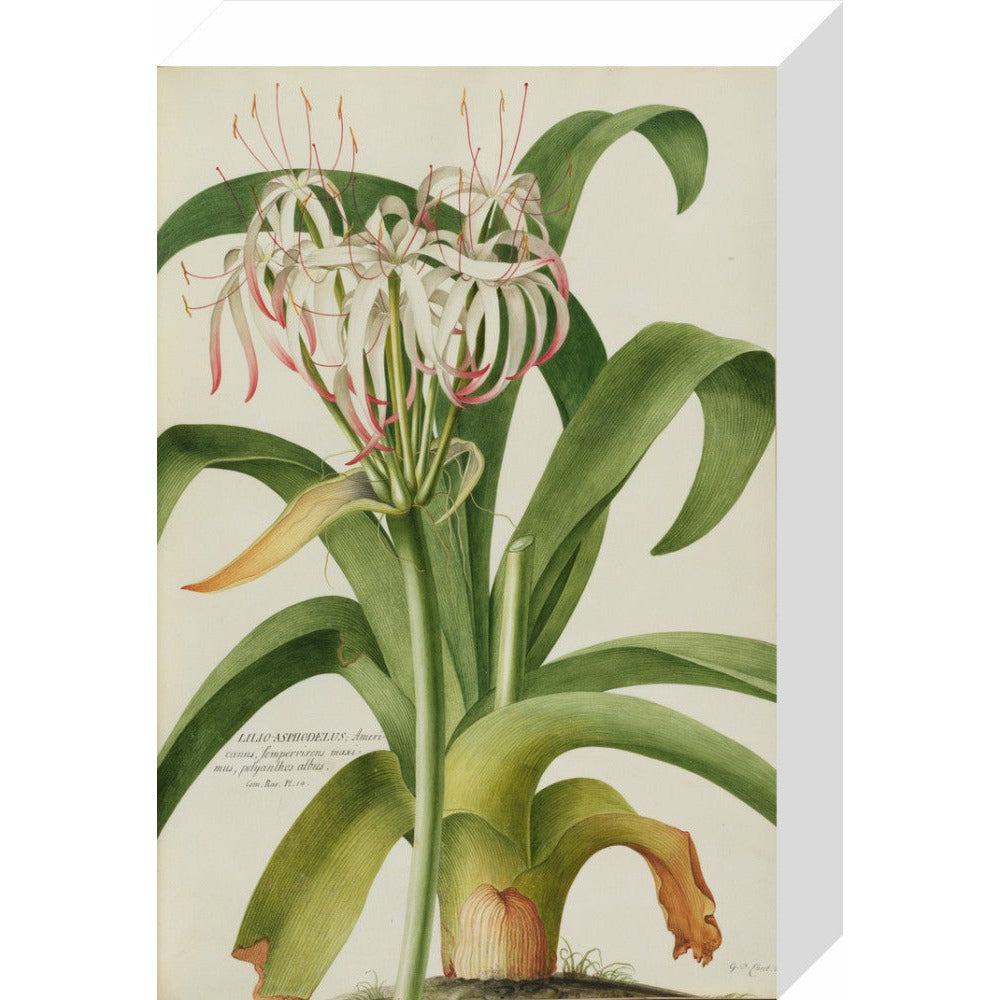 The American Asphodel Lily - Art print