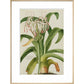 The American Asphodel Lily - Art print
