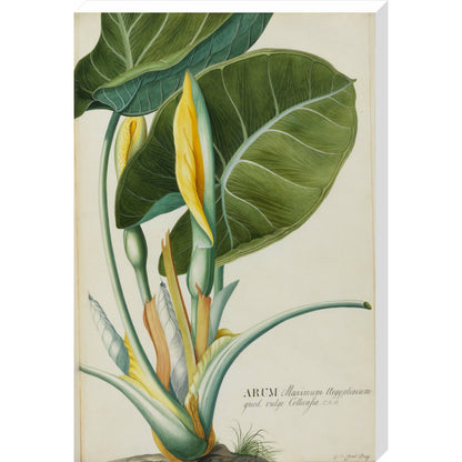 Arum (Wake-Robin or Cuckoo Pint) - Art print