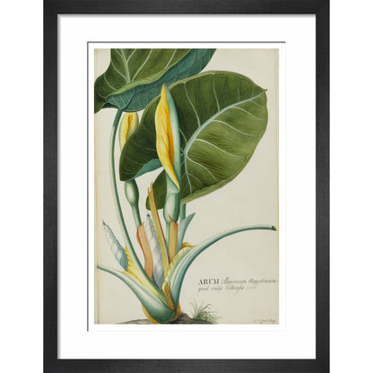 Arum (Wake-Robin or Cuckoo Pint) - Art print