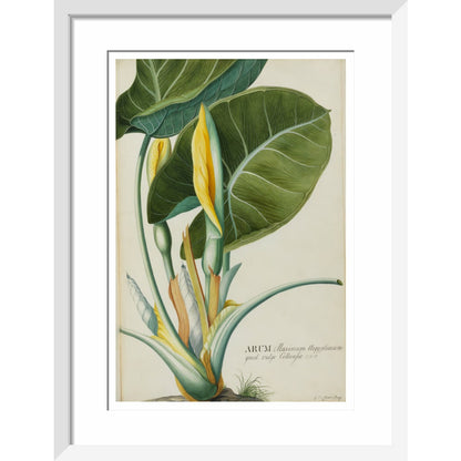 Arum (Wake-Robin or Cuckoo Pint) - Art print