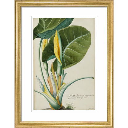 Arum (Wake-Robin or Cuckoo Pint) - Art print