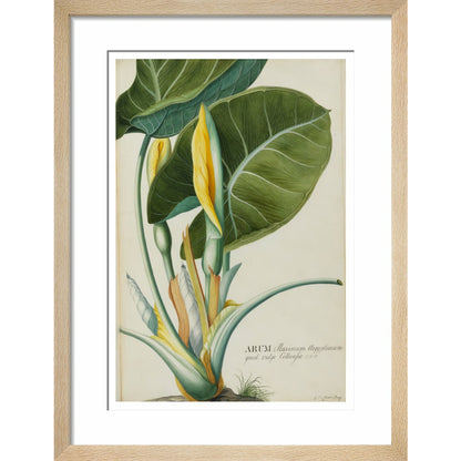 Arum (Wake-Robin or Cuckoo Pint) - Art print