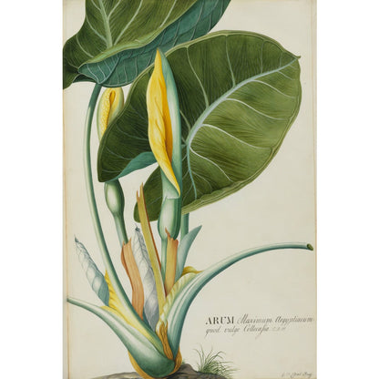 Arum (Wake-Robin or Cuckoo Pint) - Art print