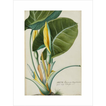 Arum (Wake-Robin or Cuckoo Pint) - Art print