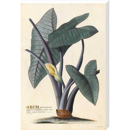 Arum - Art print