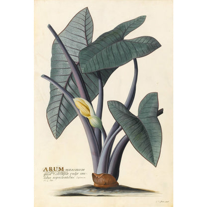 Arum - Art print