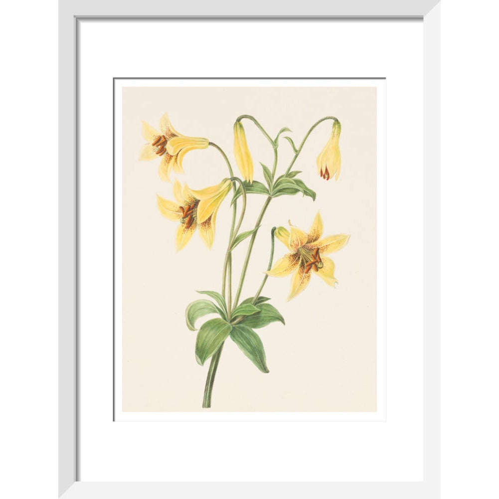 Lily - Art print