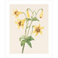 Lily - Art print