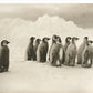 Young Emperor penguin chicks - Art print