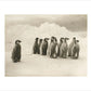 Young Emperor penguin chicks - Art print