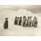 Young Emperor penguin chicks - Art print