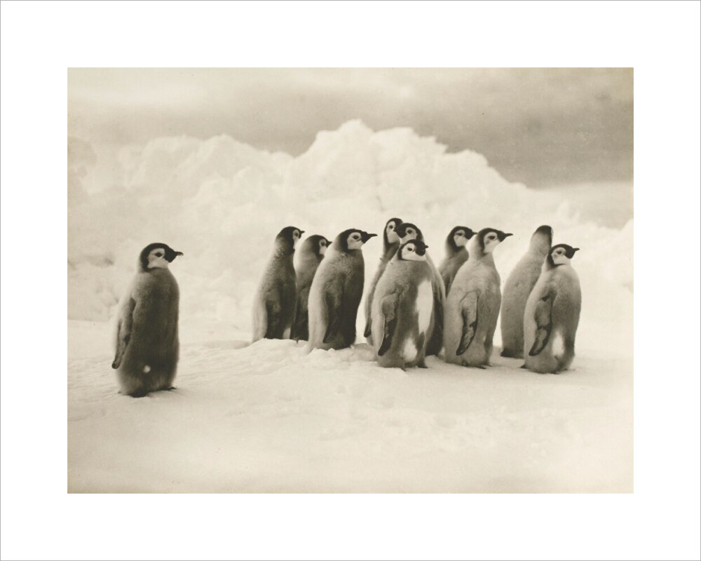 Young Emperor penguin chicks - Art print