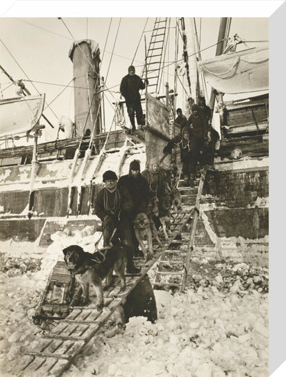 Dogs leaving the ship for training - Art print