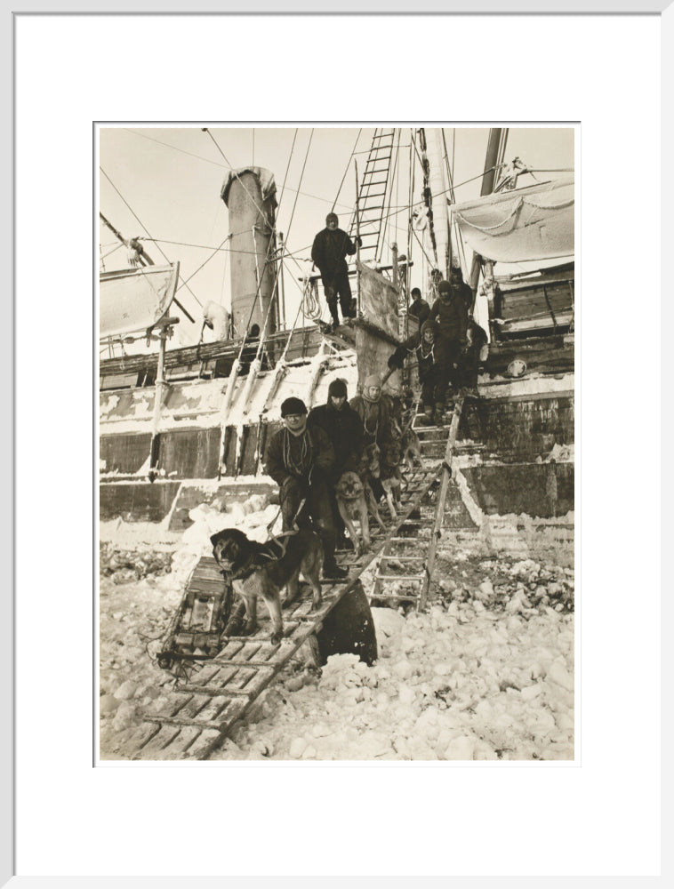 Dogs leaving the ship for training - Art print