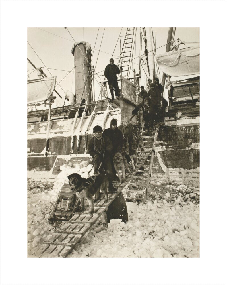 Dogs leaving the ship for training - Art print