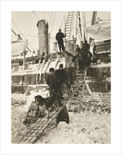 Dogs leaving the ship for training - Art print