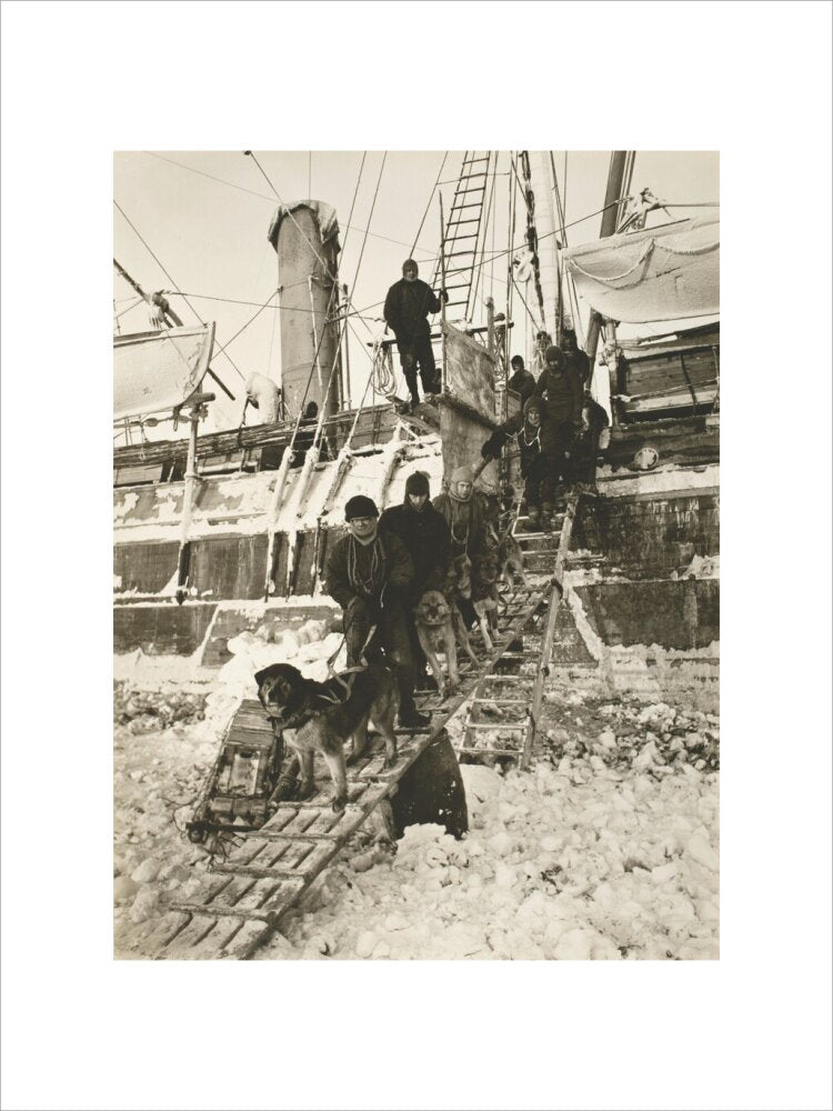 Dogs leaving the ship for training - Art print