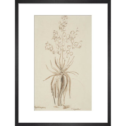 L'agave - Art print