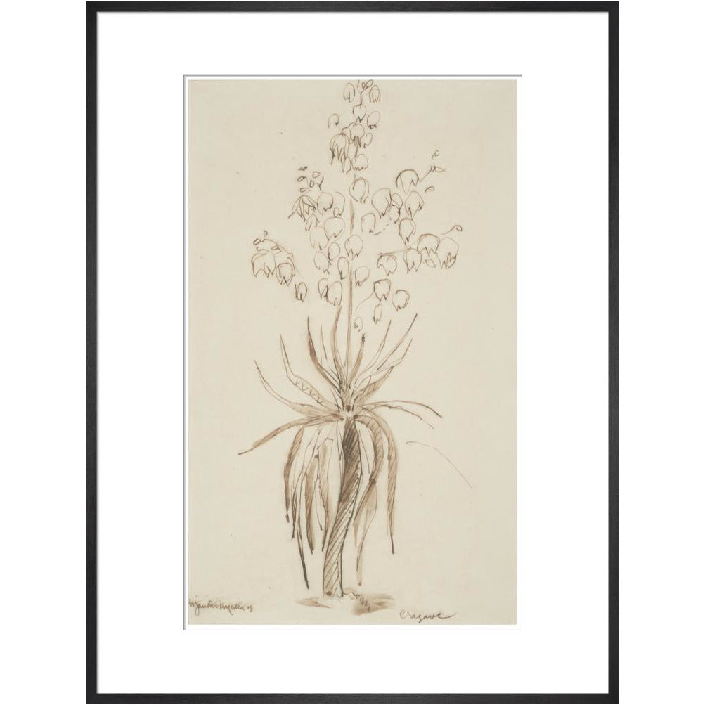 L'agave - Art print