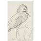 Sheet of studies (The Bittern) - Art print