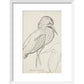 Sheet of studies (The Bittern) - Art print