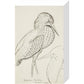 Sheet of studies (The Bittern) - Art print