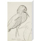 Sheet of studies (The Bittern) - Art print