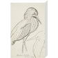 Sheet of studies (The Bittern) - Art print