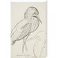 Sheet of studies (The Bittern) - Art print
