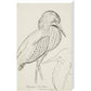 Sheet of studies (The Bittern) - Art print