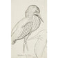 Sheet of studies (The Bittern) - Art print
