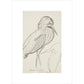 Sheet of studies (The Bittern) - Art print