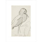 Sheet of studies (The Bittern) - Art print