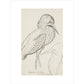 Sheet of studies (The Bittern) - Art print