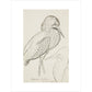 Sheet of studies (The Bittern) - Art print