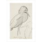 Sheet of studies (The Bittern) - Art print