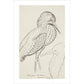 Sheet of studies (The Bittern) - Art print