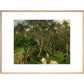 Olives in Corfu - Art print