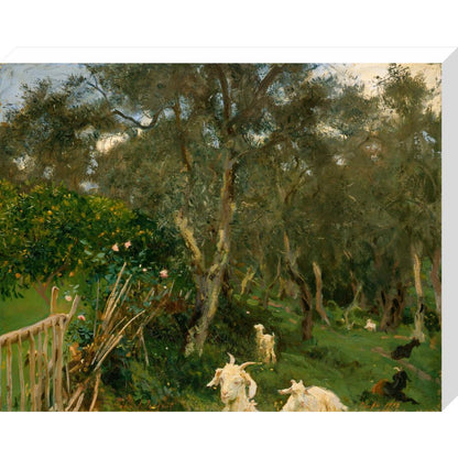 Olives in Corfu - Art print